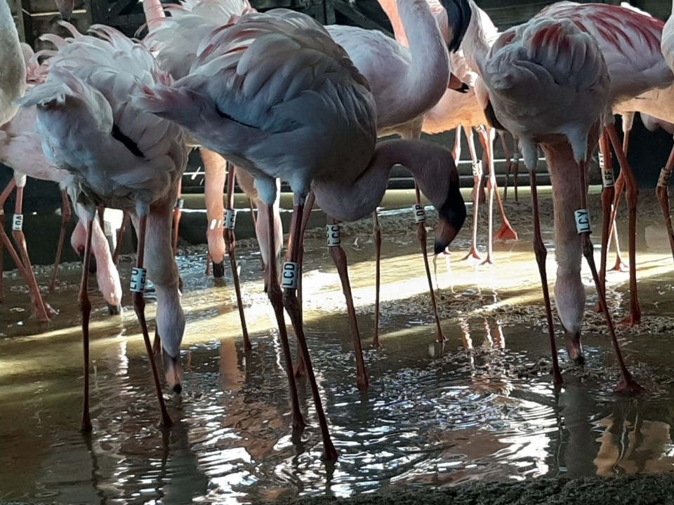 Closed but still caring: What are the flamingos up to?